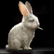 FOXRABBITのプロフィール画像